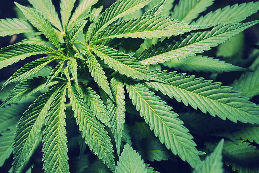 Swing States Seek to Legalize Marijuana