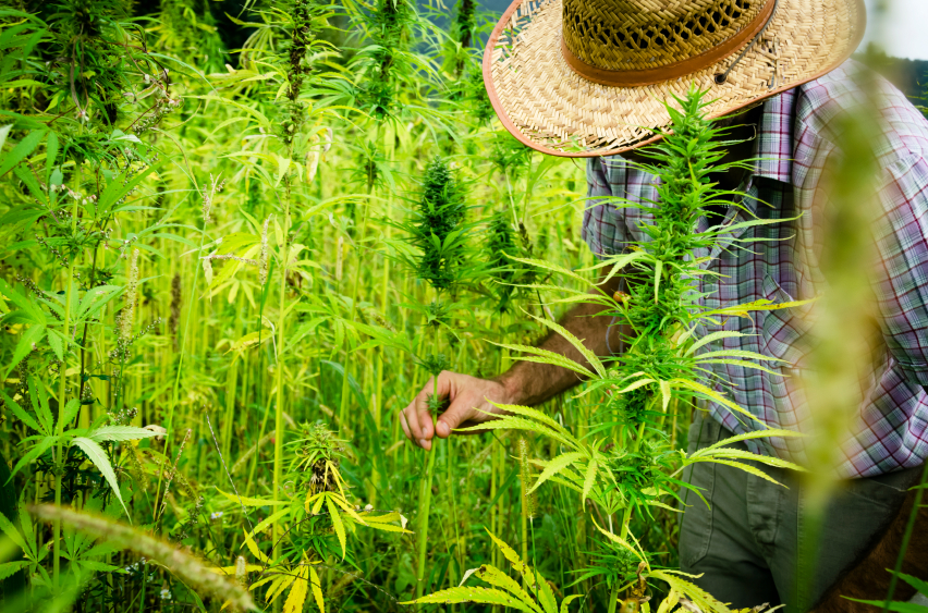 Marijuana Farms Dangerous to California's Environment