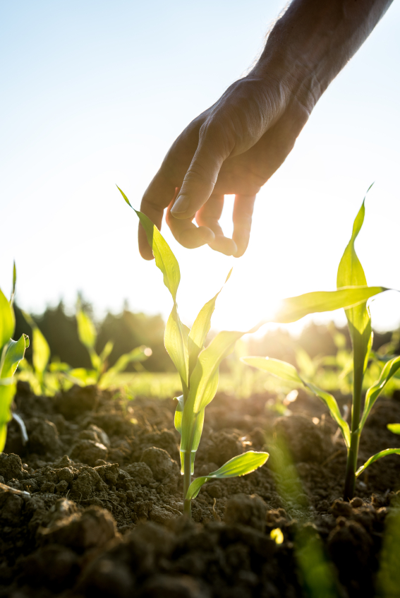 'Farmacy' Healing with Food Instead of Drugs